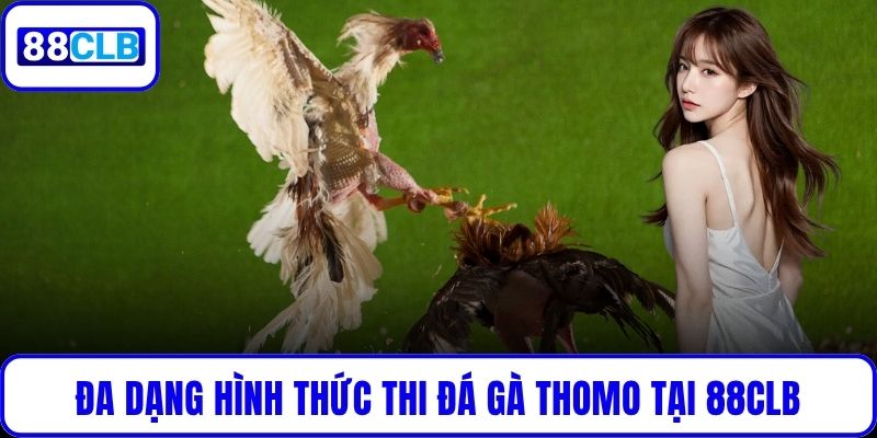 Đa dạng hình thức thi đá gà Thomo tại 88CLB