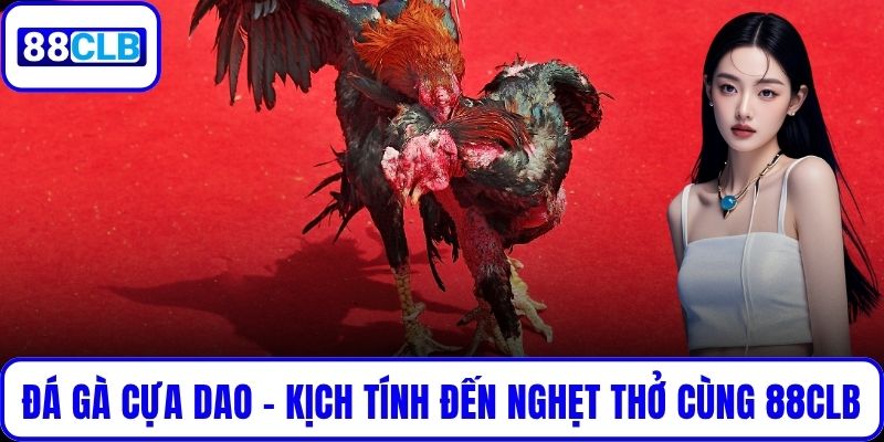 Đá Gà Cựa Dao – Kịch Tính Đến Nghẹt Thở Cùng 88CLB