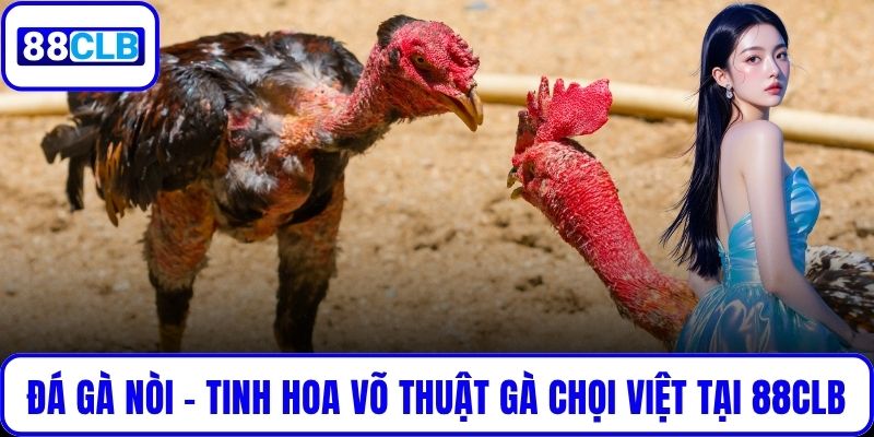 Đá Gà Nòi – Tinh Hoa Võ Thuật Gà Chọi Việt Tại 88CLB