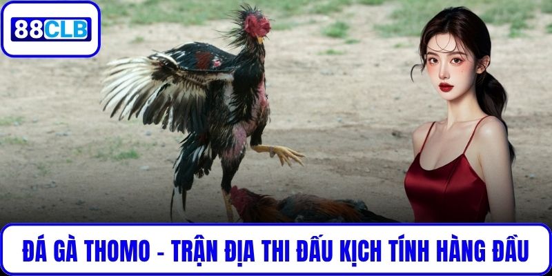 Đá Gà Thomo – Trận Địa Thi Đấu Kịch Tính Hàng Đầu Tại 88CLB
