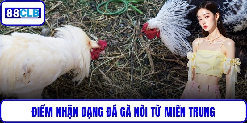 Điểm nhận dạng đá gà nòi từ miền Trung