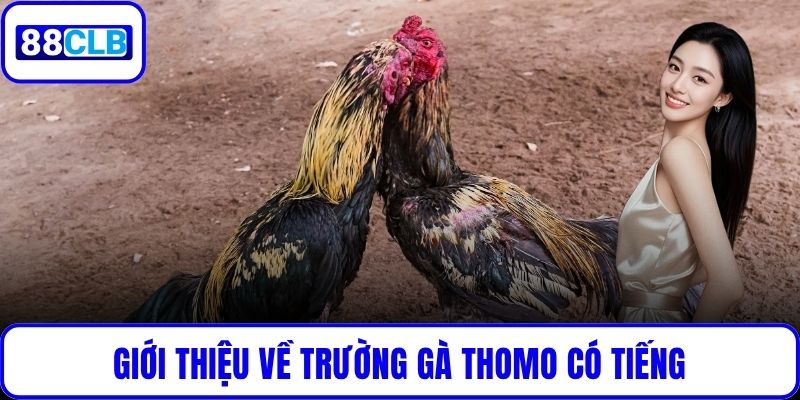 Giới thiệu về trường gà Thomo có tiếng